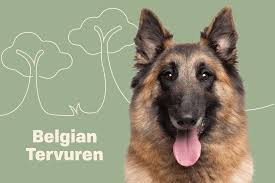 belgian tervuren dog breed information