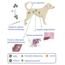 In dogs, most liver tumors are malignant, while in cats, most are benign. Biodistribution Analysis Of Oncolytic Adenoviruses In Canine Patient Necropsy Samples Treated With Cellular Virotherapy Molecular Therapy Oncolytics