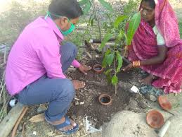 Olla: The Eco-friendly Pots for Plant Irrigation