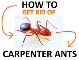get rid of carpenter ants naturally