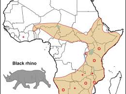 Black Rhino Species Wwf