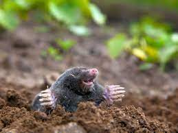 how to get rid of moles in the garden