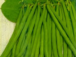 Trademark applications and grants for sakata seed corporation. Vegetable Seed Sakata
