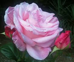 Rosa di maggio - I testi della tradizione di Filastrocche.it