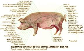 Pig Muscle Diagram Wiring Diagram