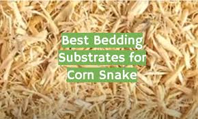 Best Bedding Substrates For Corn Snake
