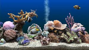 r aquarium hd wallpaper