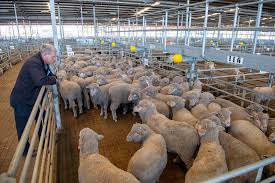 The international society of companion animal infectious diseases (iscaid) has published antibiotic guidelines for three disease syndromes: Western Australia S Animal Welfare Law Agriculture And Food