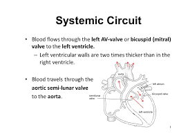 Blood Vessels And The Heart Ppt Video Online Download