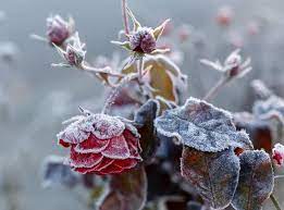 Стихотворение «Замёрзли розы в моём саду» автора Гэл - Литературный сайт  Fabulae