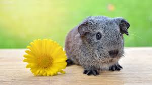 super cute baby guinea pig ultra hd