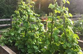 how do i grow green beans planting