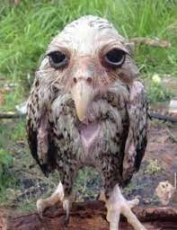 Wet Owl Meme | Wet Owl | Know Your Meme