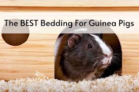 The Best Bedding For Guinea Pigs