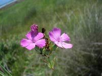 Dianthus ferrugineus