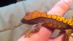 Crested Gecko Growth Update Youtube