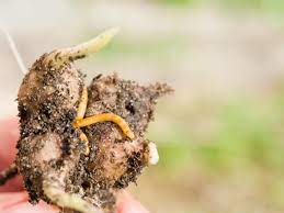 wireworm damage information on the