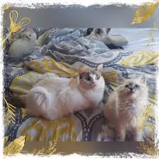 They will be ready please fill out my adoption form in the menu. Ragdolls Of Las Vegas Home Facebook