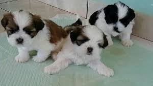This is noticeable by about seven weeks old. Shih Tzu Puppies And Dogs Home Facebook