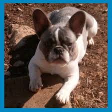 These include cherry eye, skin anomalies. About Blue French Bulldogs Buyer Beware Silver Hammer Frenchies