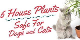 House Plants Safe For Cats And Dogs