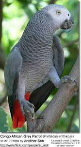 African Grey Parrots The Smartest Parrots Of All Beauty