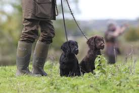 He is trained to used the bathroom on a peewee pad, but needs additional training. Gundog Training Puppies When Is It The Right Time To Start