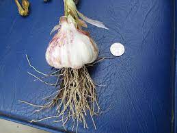 The Trick To Bigger Garlic