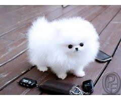 Indian spitz is an indian breed dog and it is one of the cheapest dogs available. Pomeranian Puppy For Sale In Mumbai Maharashtra India In Pet Animals And Accessories Catego Pomeranian Puppy Teacup White Pomeranian Puppies Pomeranian Puppy