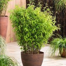 Bamboo Plants For Uk Black