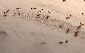 how to get rid of ants on carpet in 7