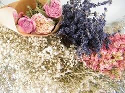 Check spelling or type a new query. Dried Flowers Shop Catalogue Daisyshop