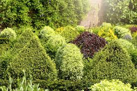 20 best evergreen shrubs types of