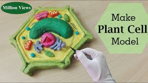 Create a 3d diorama analogy model of the cell assigned. Simple And Easy Way To Make Plant Cell Hexagone Shape Model 3d Styrofoam Carving Youtube
