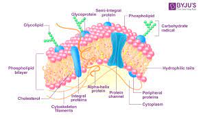 the plasma membrane an overview