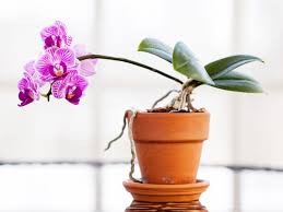7 best orchid pots for healthy