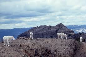 sheep mountain goat research robert