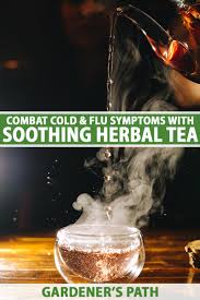 herbal tea for colds and the flu