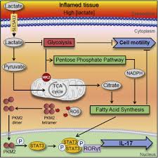 Lactate Buildup At The Site Of Chronic Inflammation Promotes