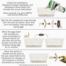 Mealworm Breeder Kit Exotic Nutrition