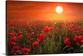 Poppies Wall Art Canvas Prints Framed
