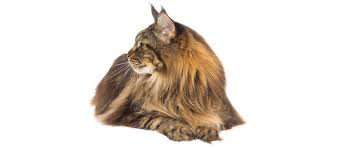 maine cat breed info petfinder
