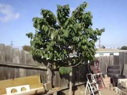 Cherimoya Tree In Mina S Garden Youtube
