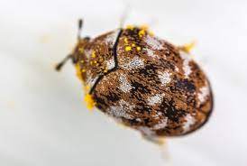varied carpet beetle pest information