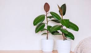 Ficus Elastica Uses Benefits And Plant