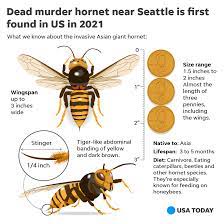 asian hornets in buncombe county