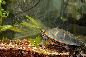how to set up an aquatic turtle tank