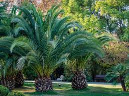 Tips Information About Palm Trees