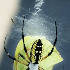 yellow garden spider argiope aurantia