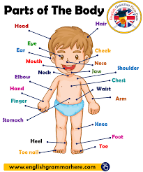 Cerebellum, cheek, cheeks, chin, dimples, ear, earache. Parts Of The Body In English Parts Of Human Body English Grammar Here